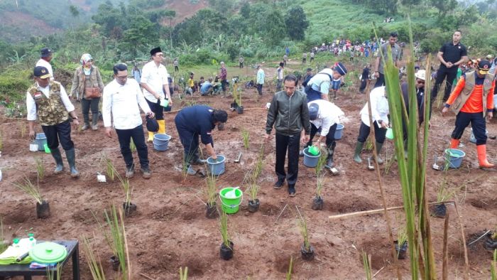 Jokowi: Tahap Pertama 92.000, Pohon Ditanam di Sukajaya