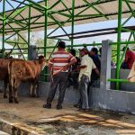 Pengawasan Hewan Ternak Meningkat Menjelang Iduladha di Kota Yogyakarta