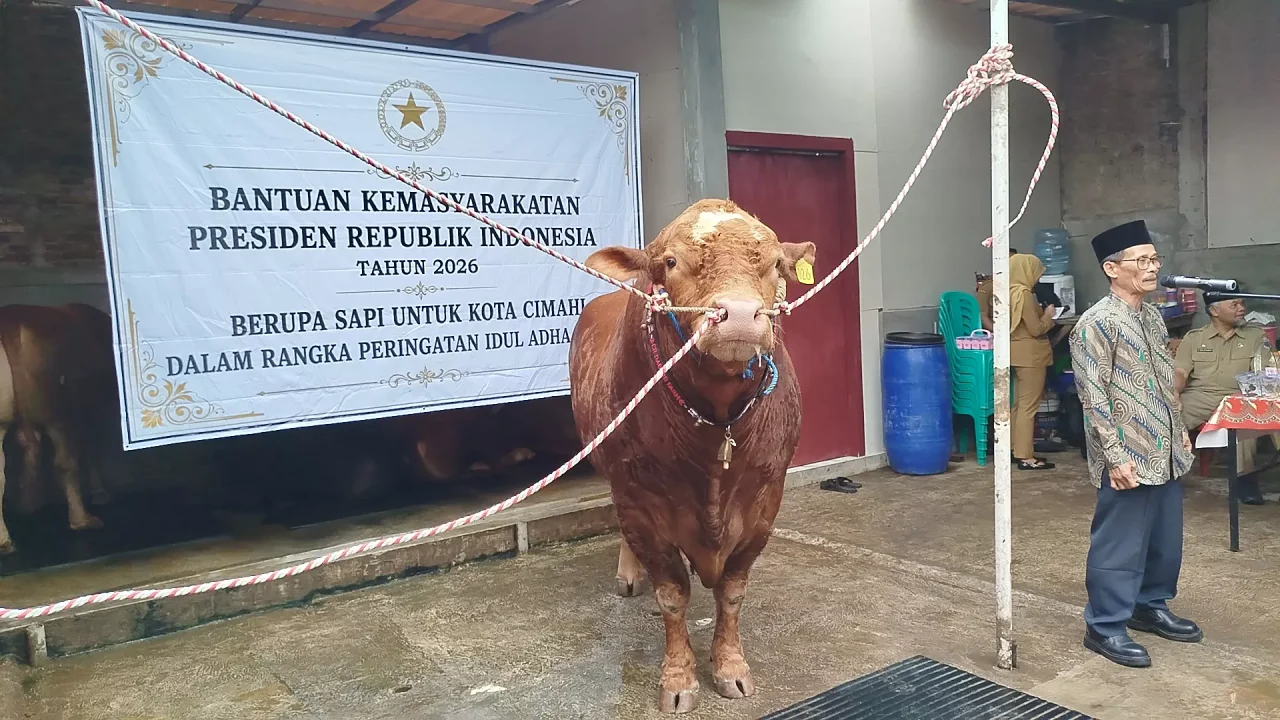 MUI Tegaskan Sapi Kurban Presiden Prabowo Pakai APBN Sah Secara Syariat